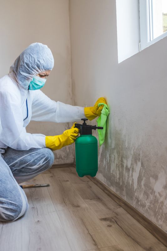Attic Mold Removal in Boca Raton, FL