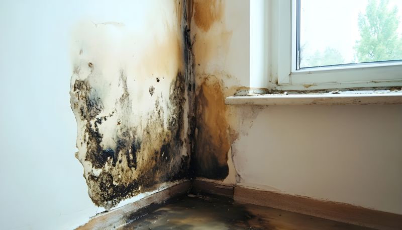Basement Mold Removal in Dallas, TX