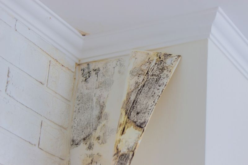 Basement Mold Removal in Boca Raton, FL