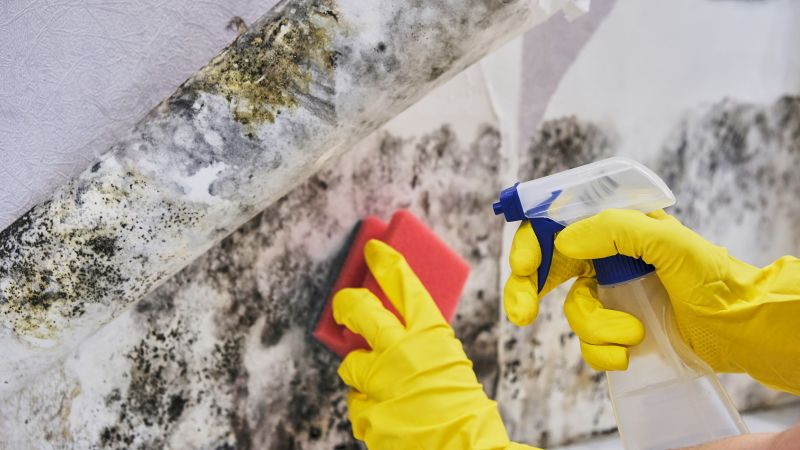 Mold Control in Bergen County, NJ