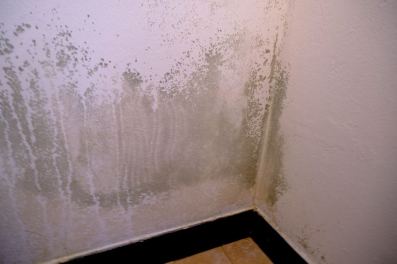 Mold Removal in Boca Raton, FL