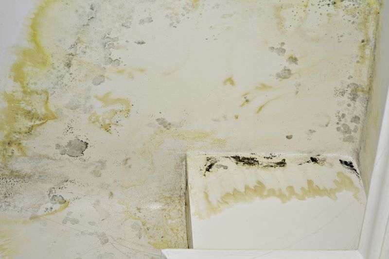 Mold Removal in Frisco, TX