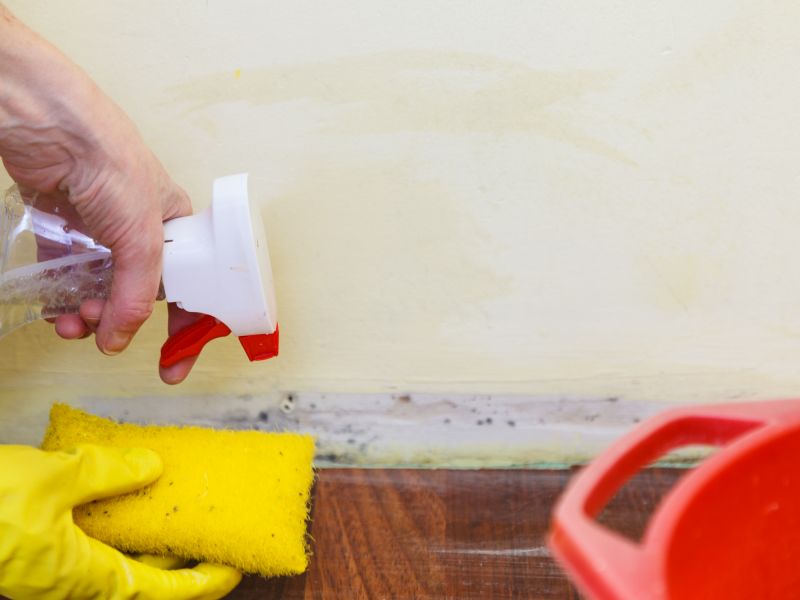 Mold Treatment Service in Dallas, TX