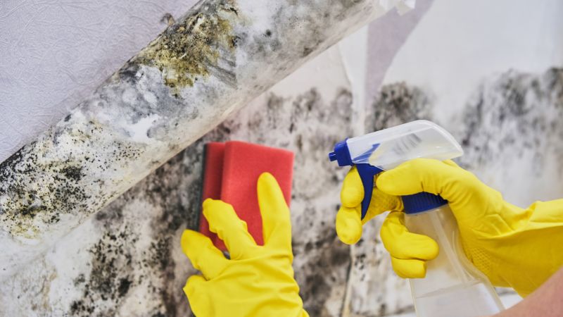 Mold Treatment Service in Fort Worth, TX